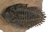 Beautiful Metacanthina Trilobite With Zlichovaspis Head #339953-1